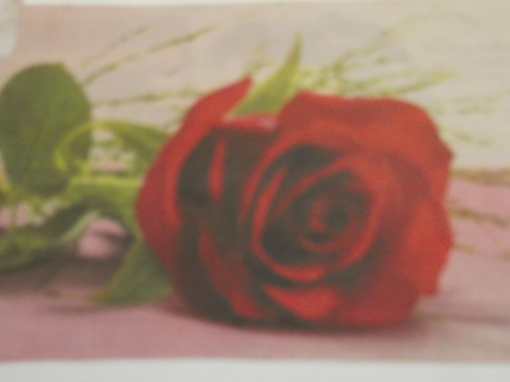 A Rose